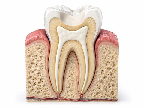 Endodoncia y tratamiento de conducto en Tijuana — Dr. Castro